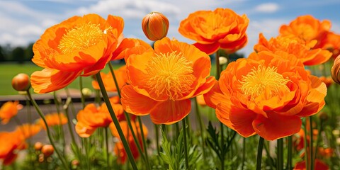 Fototapeta premium Orange Globe Flowers or Trollius Europaeus on Natural Background, Orange Globe Flowers Field