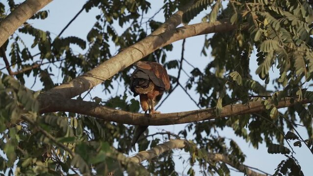 The black collared hawk, Busarellus nigricollis, is a species of bird of prey native to the wetlands of the Pantanal swamp in Brazil, South America.