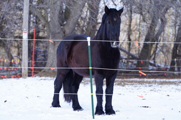 Black Friesian horses stand out in the cold winter weather.