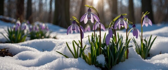 Purple snowdrops. Spring. Flowers breaking through the snow. Rays of light. Flowers in close-up....