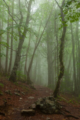 Forêt et brouillard