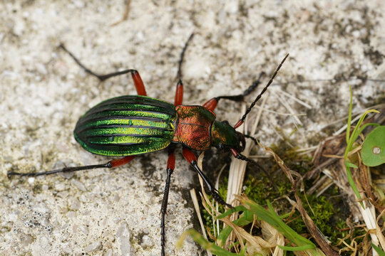 Closeup on a green metallic colorful ground beetle, Carabus auronitens sitting on a stone
