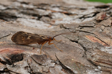 Closeup on an Austrian caddisfly , Potamophylax sitting on wood