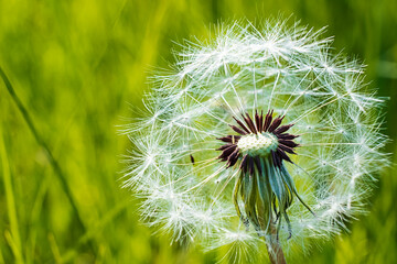 white head of a dandelion close-up against a background of green grass