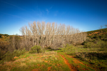 Landscape in winter with trees in the area of ​​the Estrecho del Hocino microreserve in Albacete, Castilla la Mancha, Spain