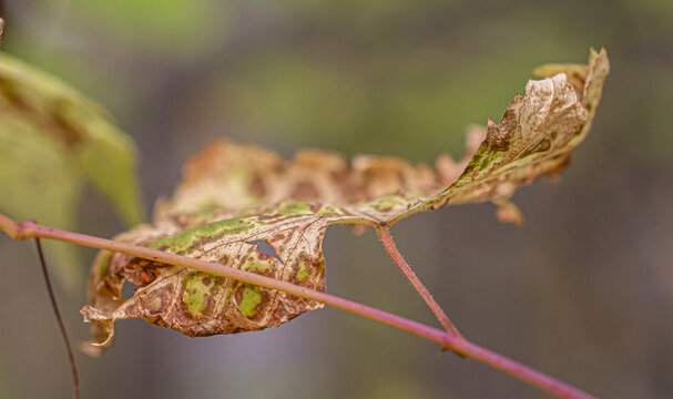 Fall Leaf on Tree