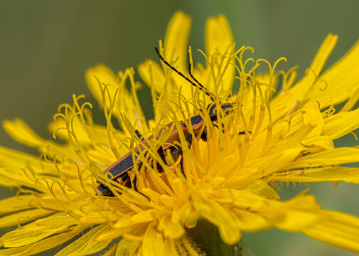 Goldenrod Soldier Beetle in Vegetation