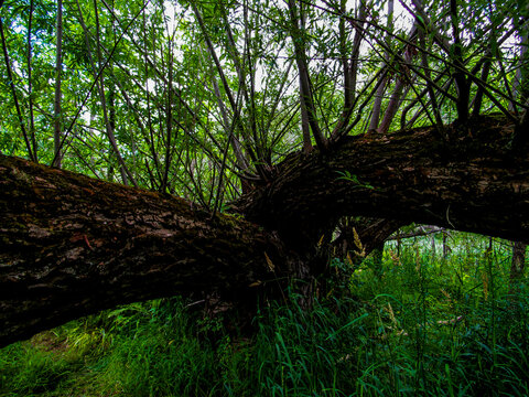 Forked Tree