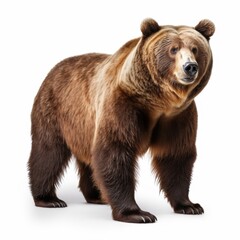 Isolated Big Brown Bear on White Background. Wild Mammal and Animal Predator in Nature