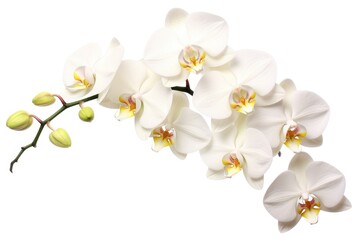Naklejka na ściany i meble Orchid Flowers in Full Bloom: Isolated Beauty on White Background, Perfect for Spring-themed