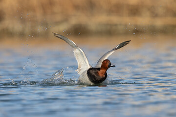 The diving ducks, common Pochard (Aythya ferina).