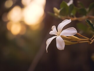 A delicate jasmine flower, with its pure white petals, blooming beautifully on a sturdy branch,...