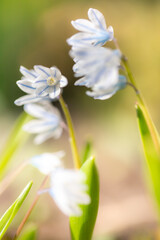 Białe kwiaty, Puszkinia (Puschkinia scilloides Adams) - obrazy, fototapety, plakaty
