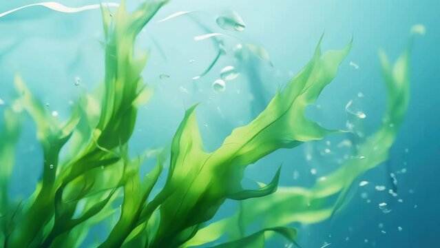 Close up of plant submerged in water, suitable for nature and environmental concepts