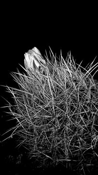 close up of a black and white feather