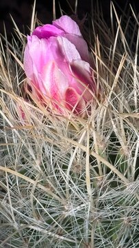pink rose flower