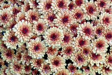 Background made of sand and burgundy chrysanthemum cores with raindrops on the petals.