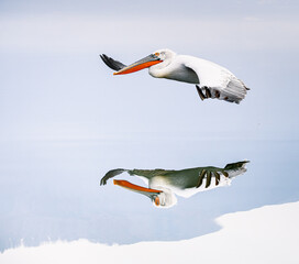 pelican in flight