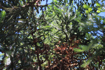 details of nature. tree branches and leaves. tree with pointed leaves.