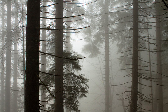 Forêt et brouillard