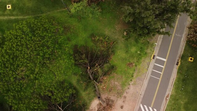 Slow zoom out, top view, fallen tree on the grass in the park after a hurricane