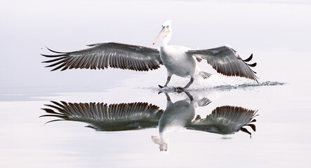 pelican landing on the water