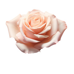 Rose flower on white background. Generative AI.