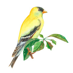 Bright watercolor illustration of yellow bird sitting on the branch. Natural art of wildlife. 