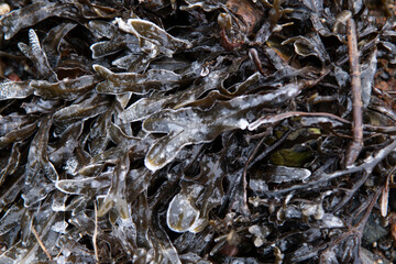 close up of seaweed