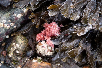 Foto op Plexiglas roe on seaweed © MarteJohannessen