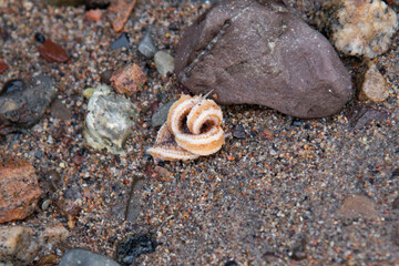 shell on the sand