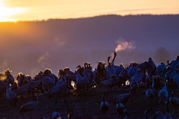 Crane (bird) courtship, dance of the cranes (bird) at Lake Hornborgasjön in Sweden in spring at...