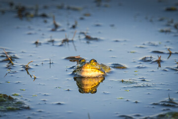 A pool frog lays on the water and looks towards the camera lens on a summer evening. A pool frog in...