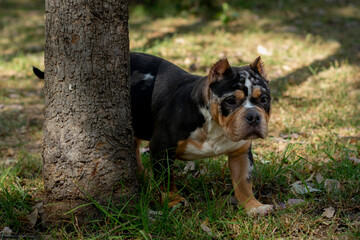 A puppy dog of American bully breed in an outdoor park