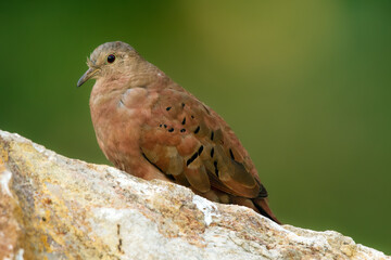 Ruddy ground dove is perched on the rock in the summer garden.