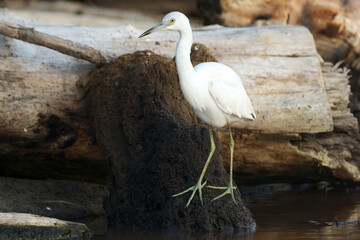 Snowy egret is walking among branches and logs in mangrove lagoon.