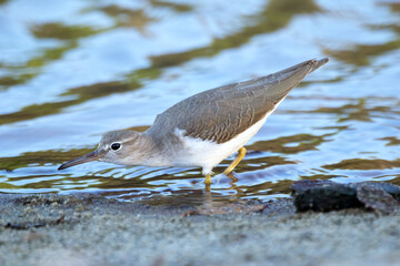 Spotted sandpiper is walking in the shallow water and foraging for food.