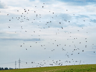 Krähen fliegen über ein Feld