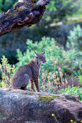 Iberian lynx in the Sierra de Andujar, Spain. © StockPhotoAstur