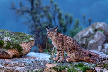 Iberian lynx in the Sierra de Andujar, Spain.