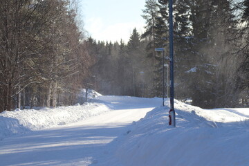 winter in the forest