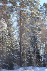 snow covered trees