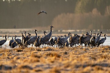 Crane (bird) courtship, dance of the cranes (bird) at Lake Hornborgasjön in Sweden in spring at...
