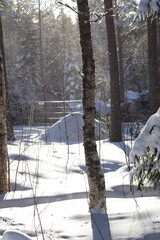 Fototapeta premium The sun is visible through the trees. Light in the darkness that gives new hope for spring in the cold winter. Pine forest and sun. Snow, sun and pine trees. 