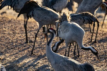 Crane (bird) courtship, dance of the cranes (bird) at Lake Hornborgasjön in Sweden in spring at...