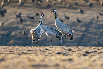 Crane (bird) courtship, dance of the cranes (bird) at Lake Hornborgasjön in Sweden in spring at...