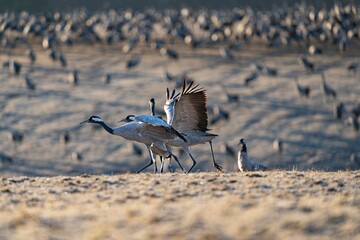 Crane (bird) courtship, dance of the cranes (bird) at Lake Hornborgasjön in Sweden in spring at...
