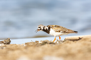 Close-up of the ruddy turnstone (Arenaria interpres), black , brown and white wader (wading bird) 
