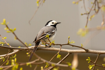 Close-up of young white wagtail (Motacilla alba) - small passerine white, gray and black bird cleaning its feathers and spreading wings
