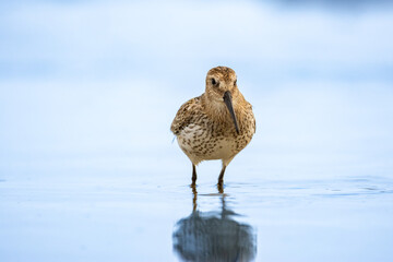 Close-up of the dunlin (Calidris alpina) on a seashore